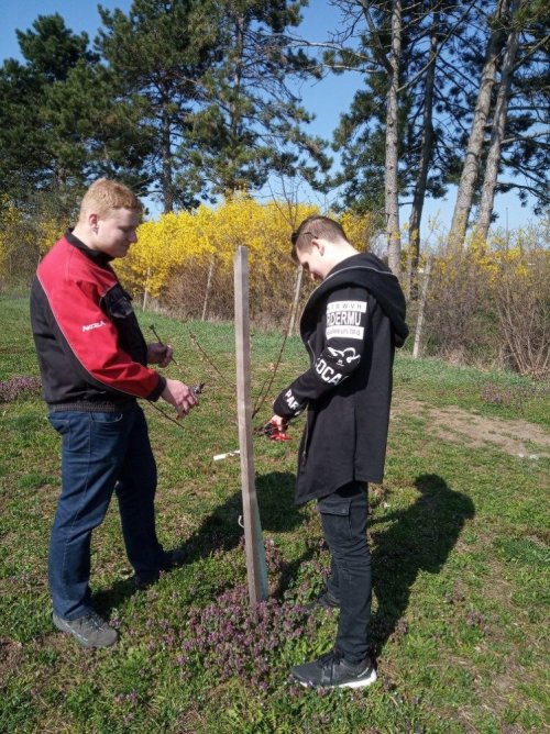 Výuka řezu ovocných stromů